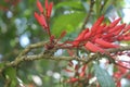 Quassia indica, Niepa Bark Tree, Flowers of India, Ã Â¤Â²Ã Â¥â¹Ã Â¤âÃ Â¤âÃ Â¤Â¡Ã Â¥â¬ Lokhandi, Karinghota, Karingota, Samadera indica